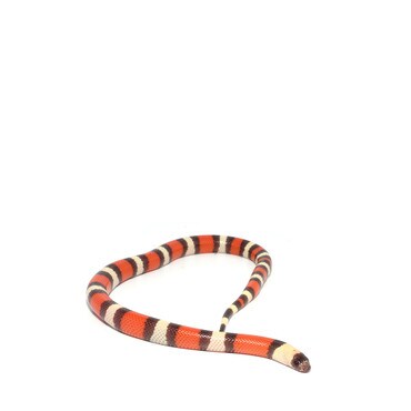 Hypo Pueblan Milk Snake
